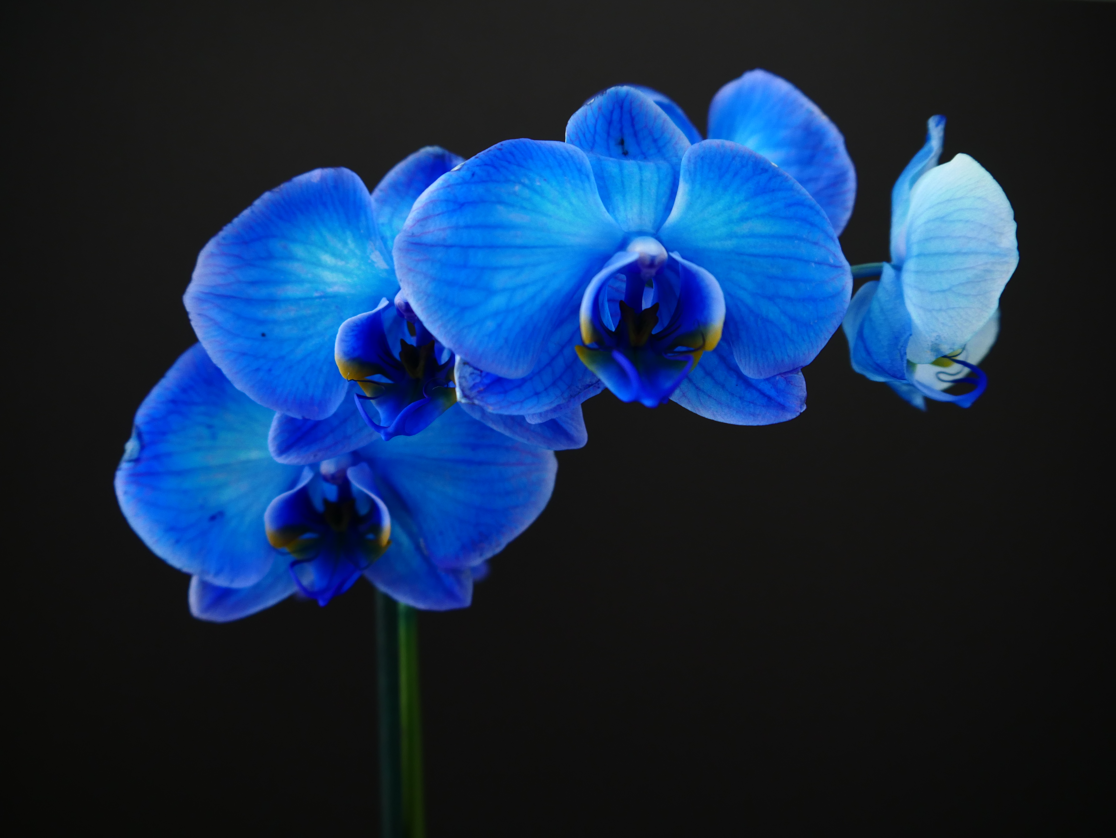 Detail Gambar Bunga Anggrek Warna Biru Nomer 25