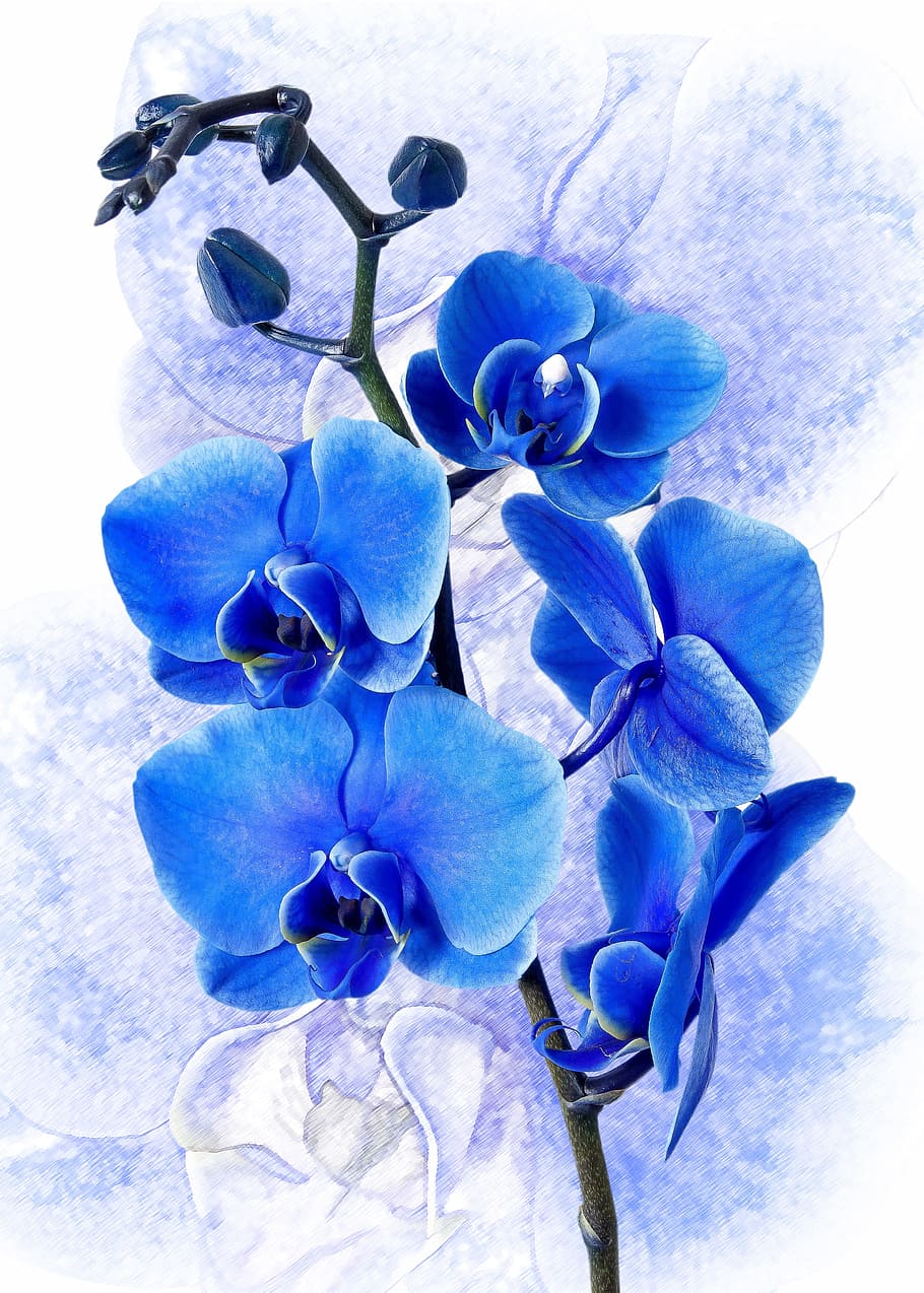 Detail Gambar Bunga Anggrek Warna Biru Nomer 26