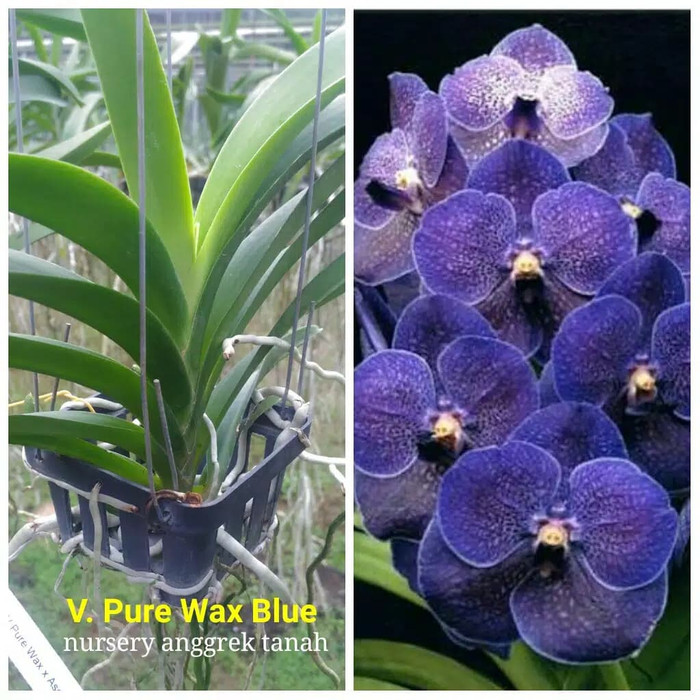 Detail Gambar Bunga Anggrek Warna Biru Nomer 27