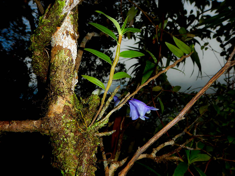 Detail Gambar Bunga Anggrek Warna Biru Nomer 28