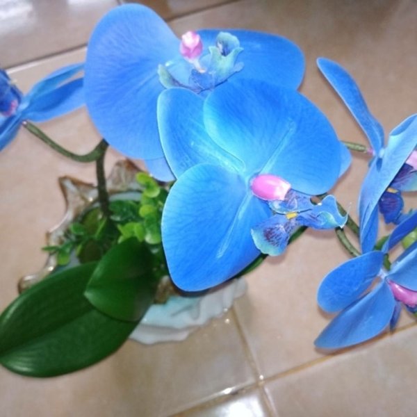 Detail Gambar Bunga Anggrek Warna Biru Nomer 29