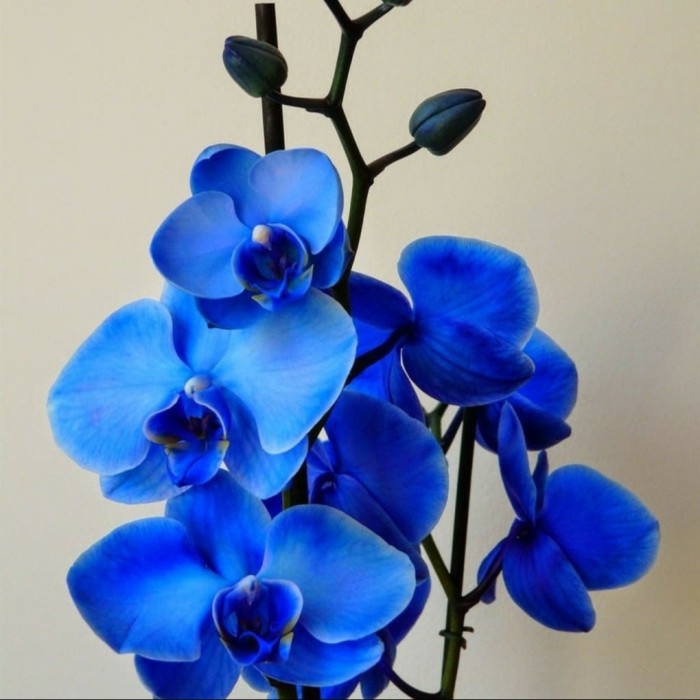 Detail Gambar Bunga Anggrek Warna Biru Nomer 4