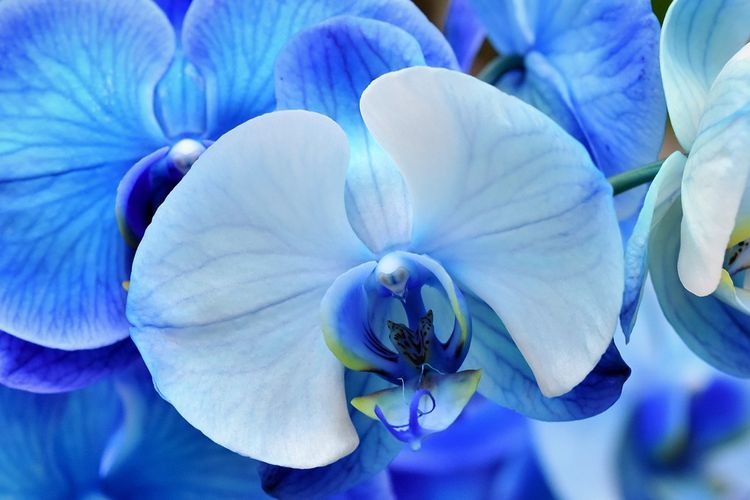 Detail Gambar Bunga Anggrek Warna Biru Nomer 31