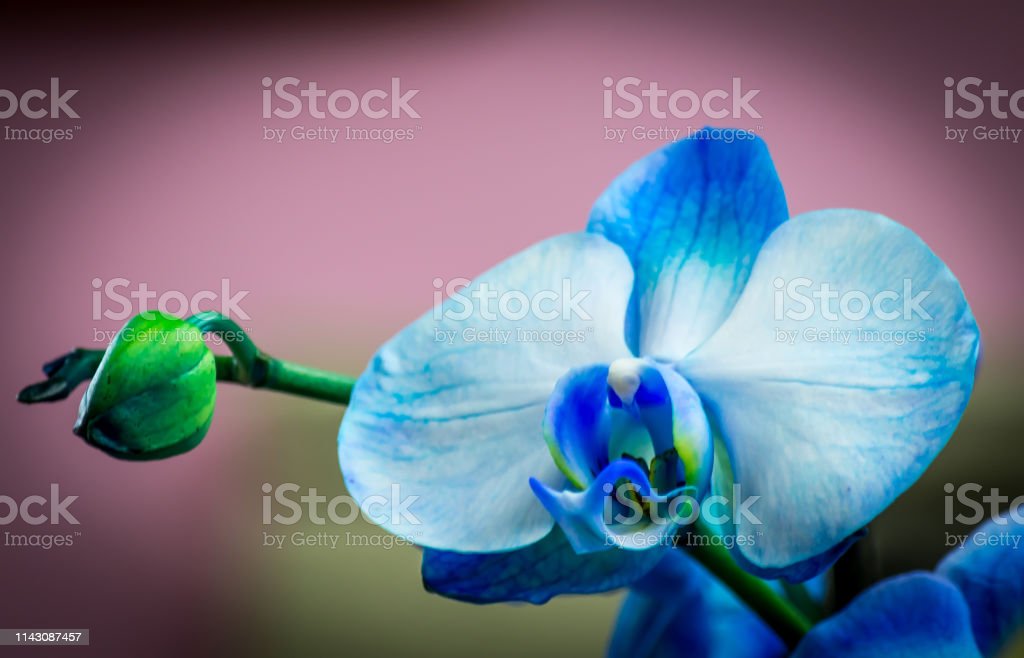 Detail Gambar Bunga Anggrek Warna Biru Nomer 32