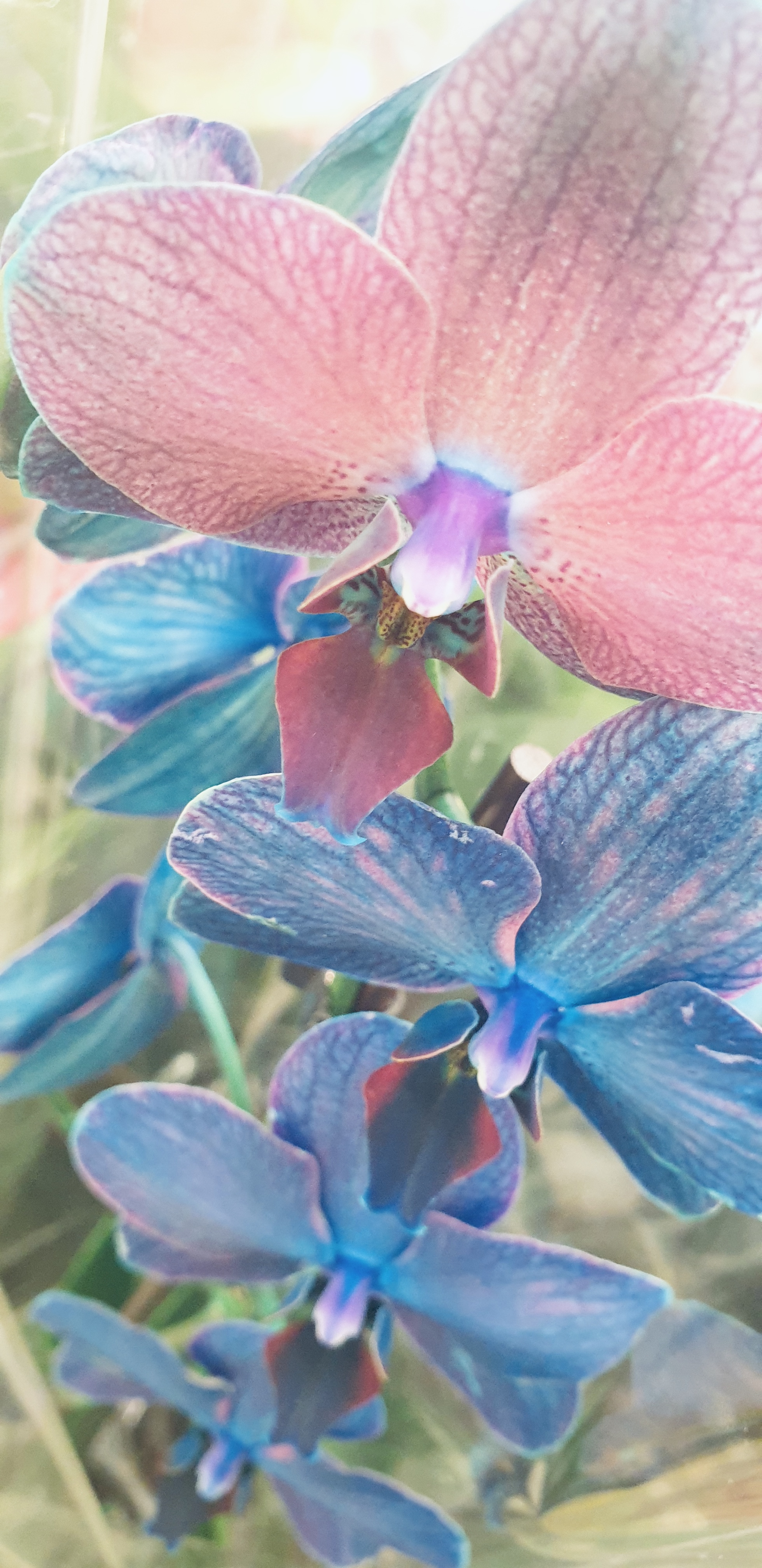Detail Gambar Bunga Anggrek Warna Biru Nomer 36