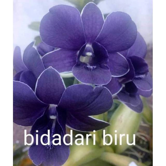 Detail Gambar Bunga Anggrek Warna Biru Nomer 39