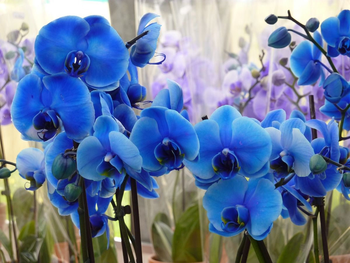 Detail Gambar Bunga Anggrek Warna Biru Nomer 41