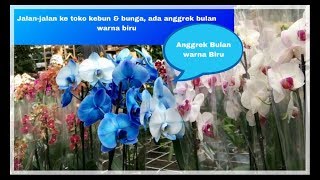 Detail Gambar Bunga Anggrek Warna Biru Nomer 44