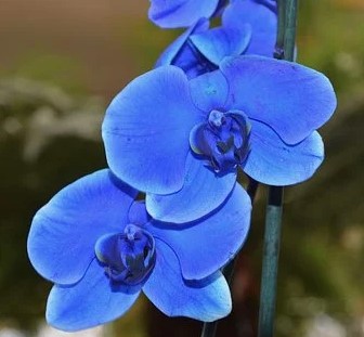Detail Gambar Bunga Anggrek Warna Biru Nomer 48