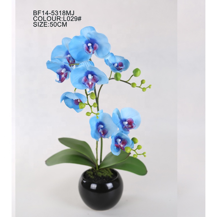 Detail Gambar Bunga Anggrek Warna Biru Nomer 6