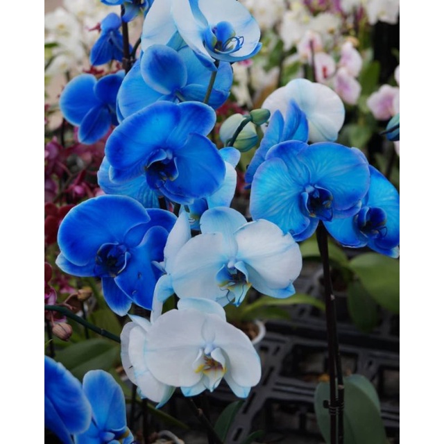 Detail Gambar Bunga Anggrek Warna Biru Nomer 50