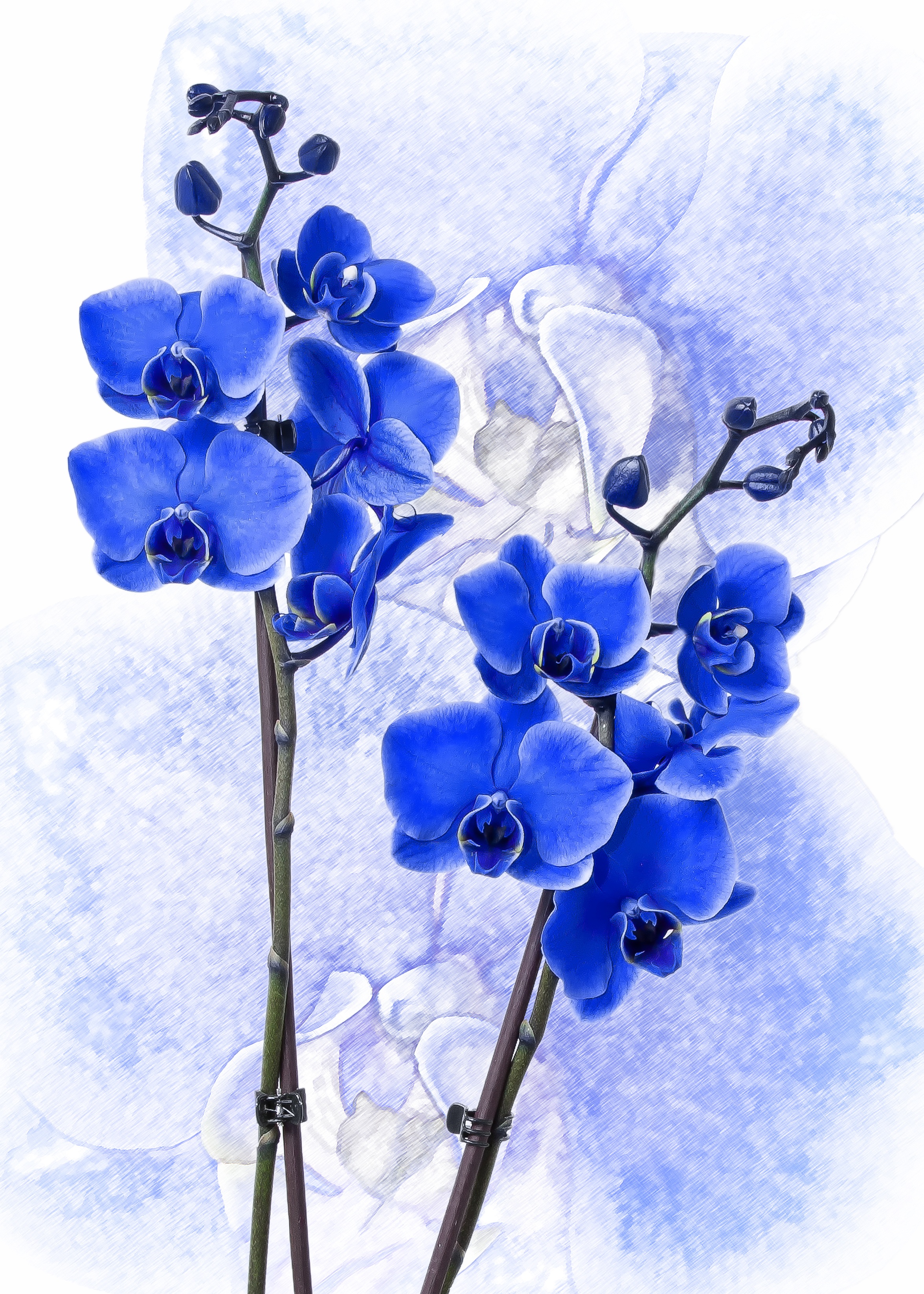 Detail Gambar Bunga Anggrek Warna Biru Nomer 54