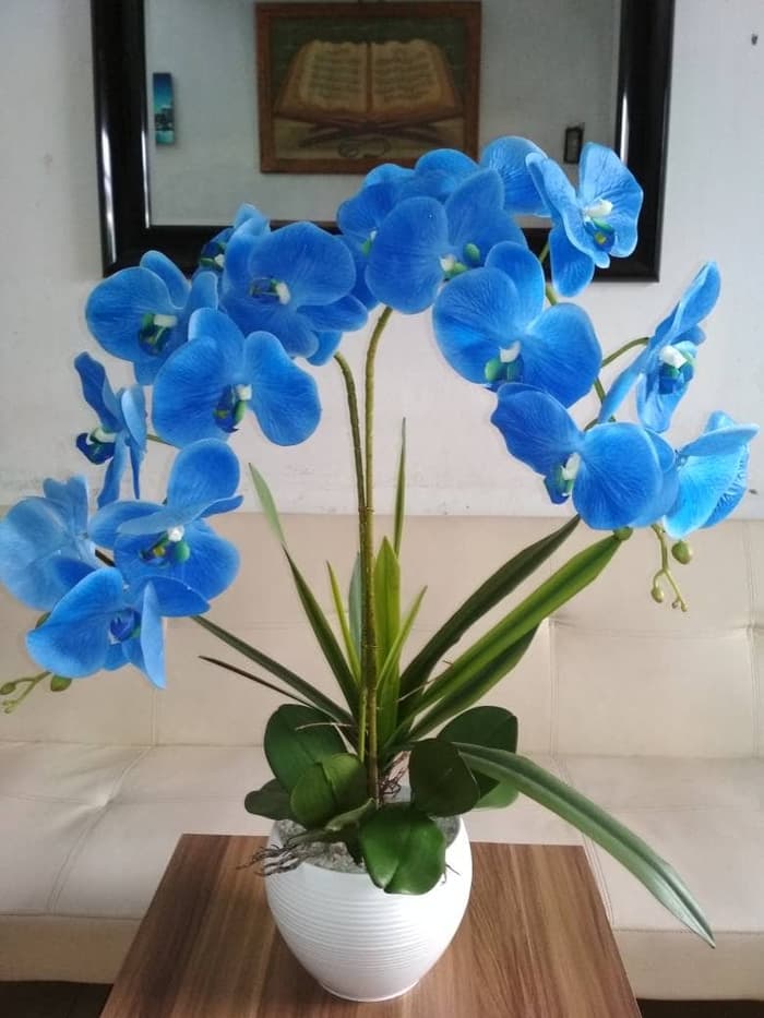 Detail Gambar Bunga Anggrek Warna Biru Nomer 56