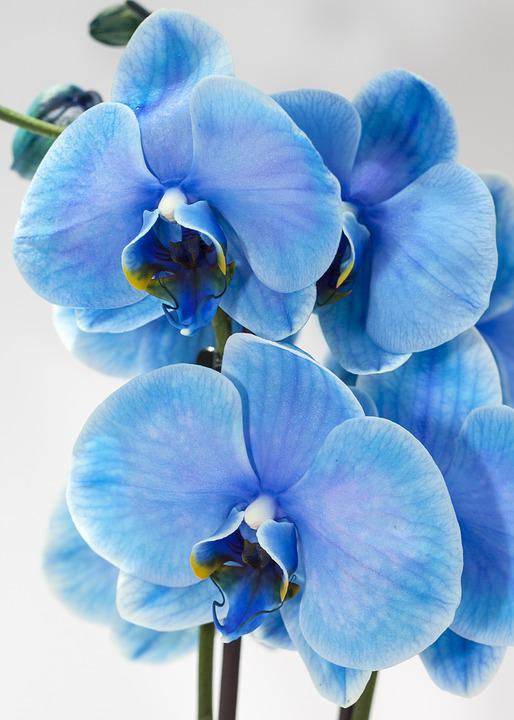 Detail Gambar Bunga Anggrek Warna Biru Nomer 58