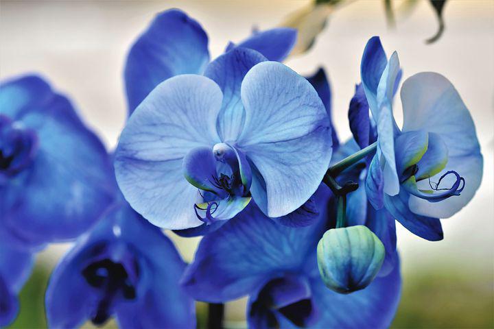 Detail Gambar Bunga Anggrek Warna Biru Nomer 7