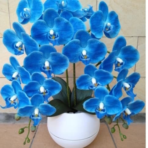 Detail Gambar Bunga Anggrek Warna Biru Nomer 8