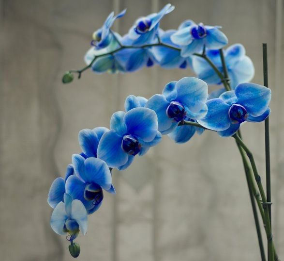 Detail Gambar Bunga Anggrek Warna Biru Nomer 9