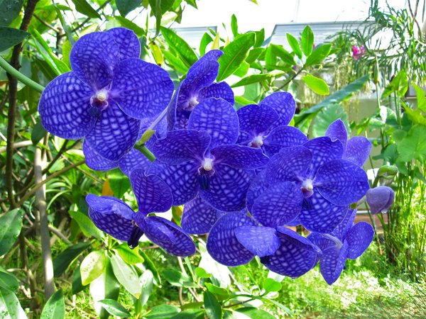 Detail Gambar Bunga Anggrek Warna Biru Nomer 10