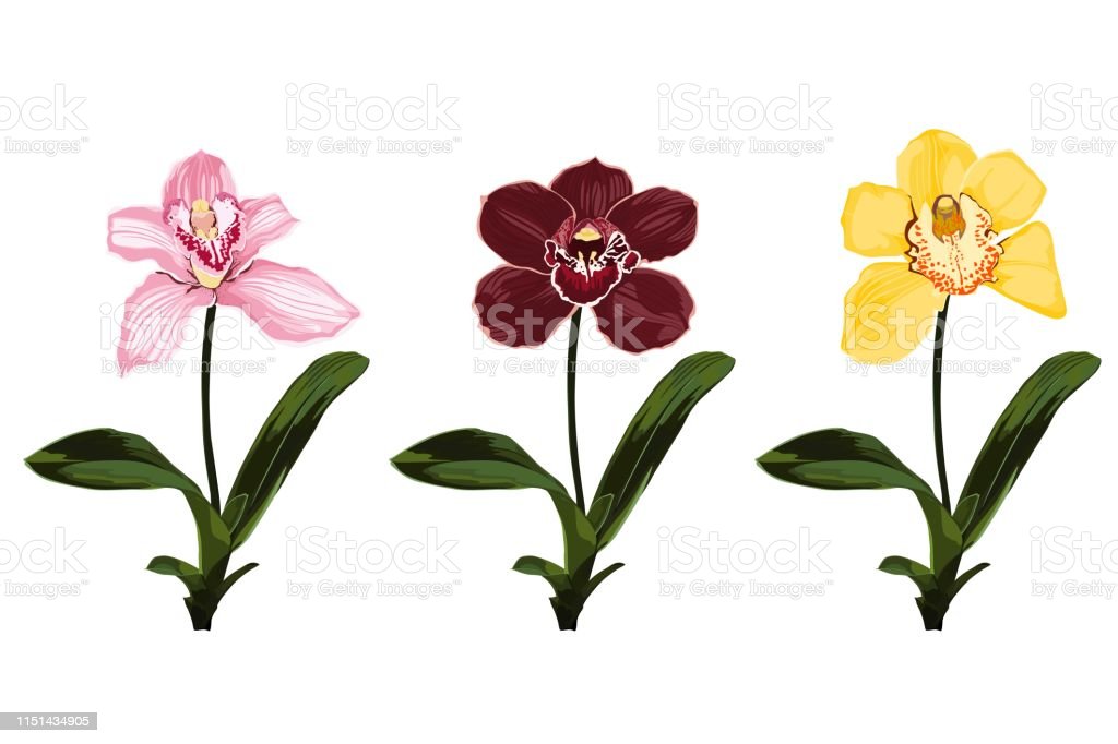 Detail Gambar Bunga Anggrek Warna Warni Nomer 20