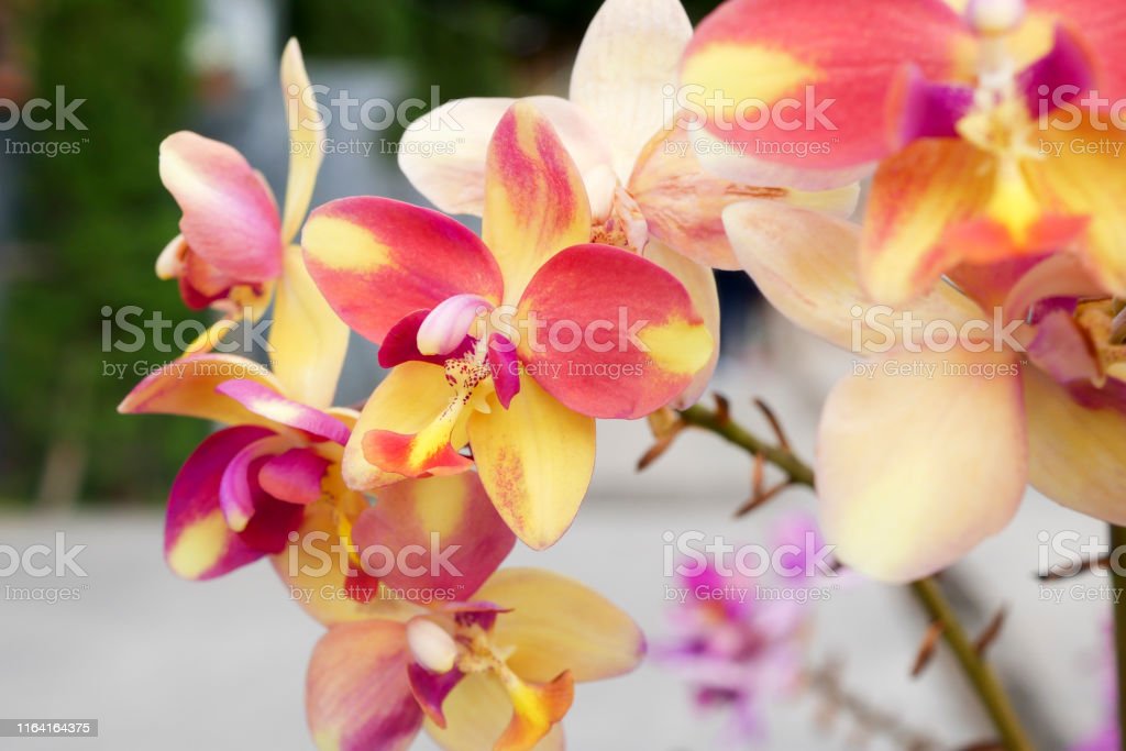 Detail Gambar Bunga Anggrek Warna Warni Nomer 7