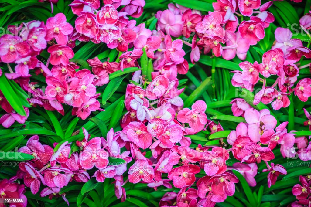 Detail Gambar Bunga Anggrek Warna Warni Nomer 10