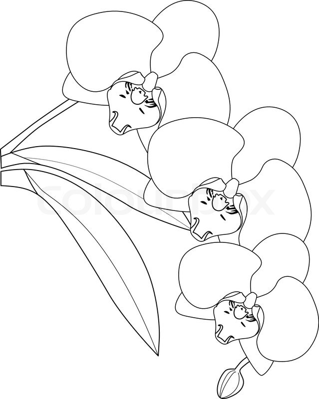 Detail Gambar Bunga Anggrek Yang Belum Diwarnai Nomer 15
