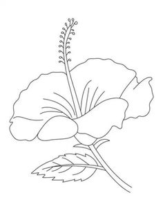 Detail Gambar Bunga Anggrek Yang Belum Diwarnai Nomer 21