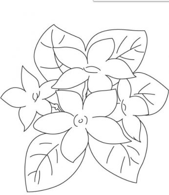 Detail Gambar Bunga Anggrek Yang Belum Diwarnai Nomer 30