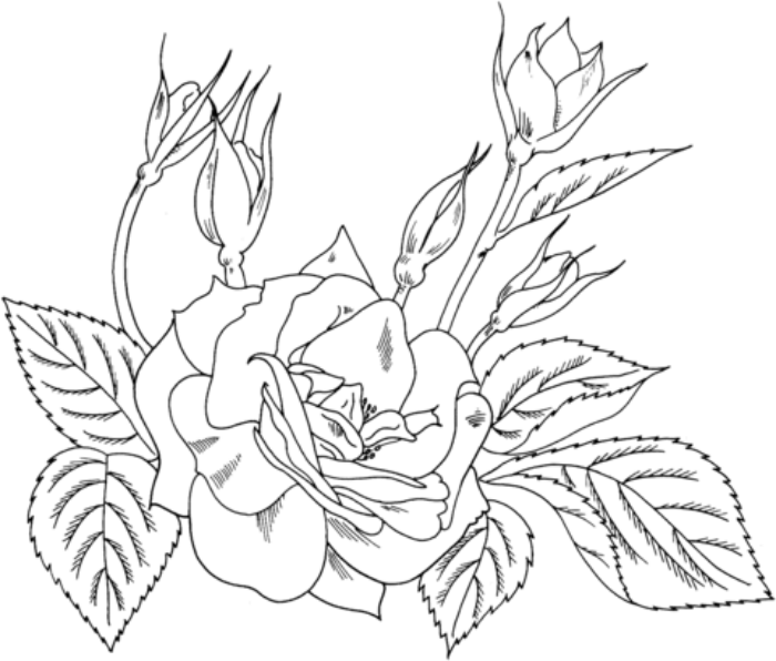 Detail Gambar Bunga Anggrek Yang Belum Diwarnai Nomer 40