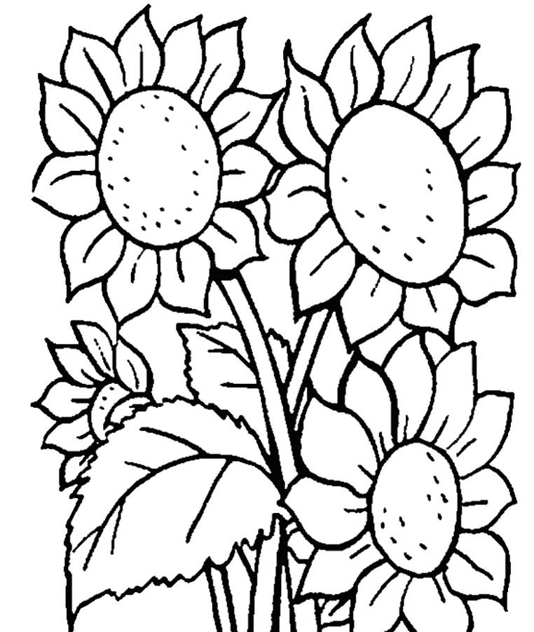 Detail Gambar Bunga Anggrek Yang Belum Diwarnai Nomer 45