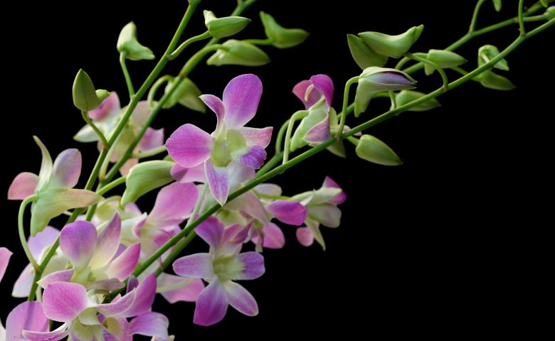 Detail Gambar Bunga Anggrek Yang Belum Diwarnai Nomer 48