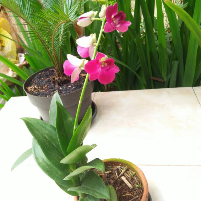 Detail Gambar Bunga Anggrek Yang Cantik Nomer 2