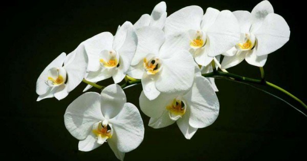 Detail Gambar Bunga Anggrek Yang Cantik Nomer 35