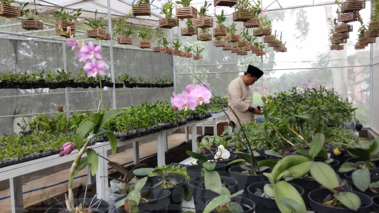 Detail Gambar Bunga Anggrek Yang Cantik Nomer 41