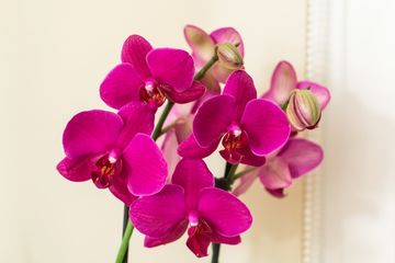 Detail Gambar Bunga Anggrek Yang Cantik Nomer 52