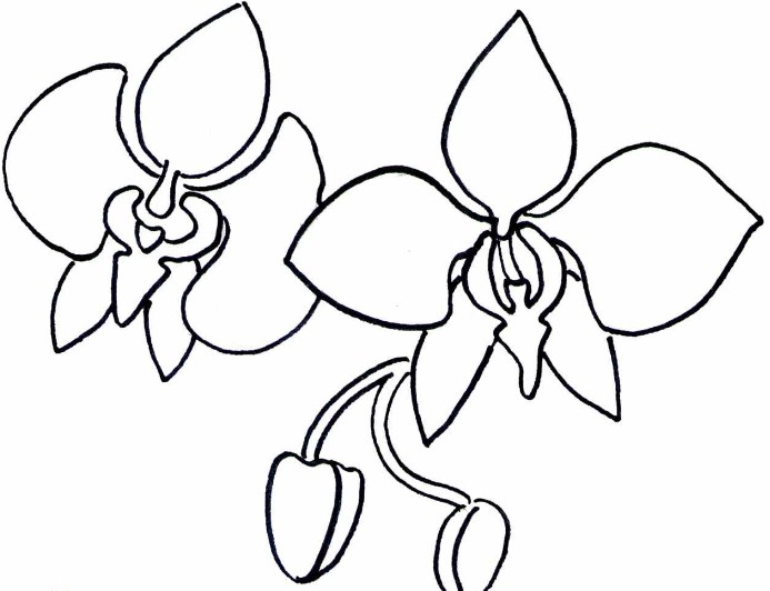 Detail Gambar Bunga Anggrek Yang Mudah Ditiru Nomer 15