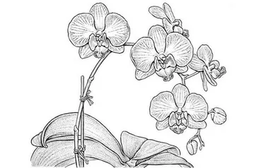 Detail Gambar Bunga Anggrek Yang Mudah Ditiru Nomer 32