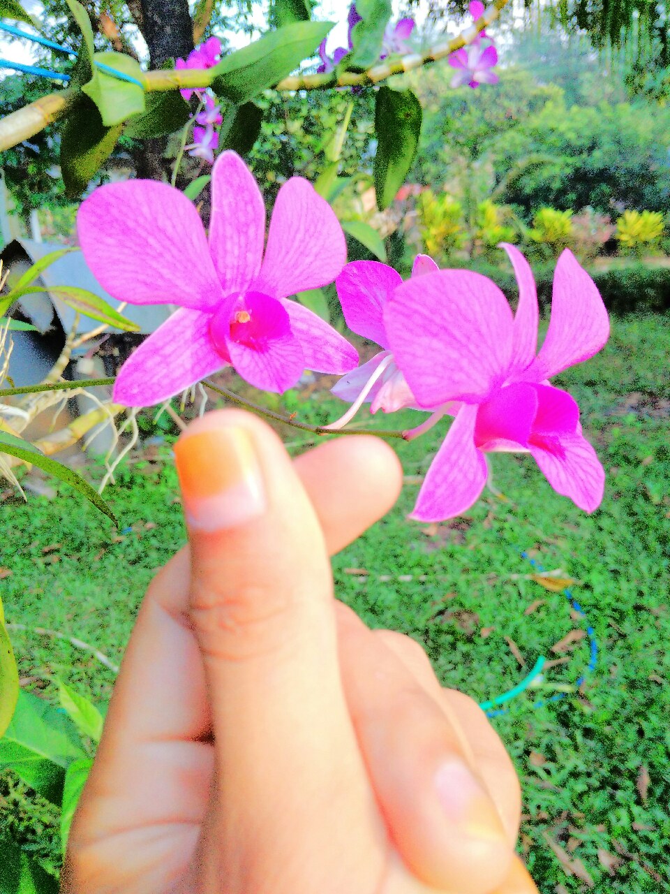 Detail Gambar Bunga Anggrek Yg Indah Nomer 22