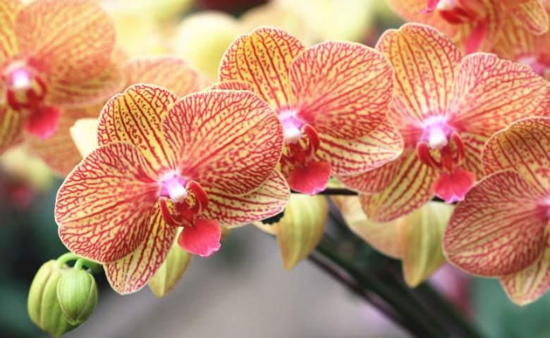 Detail Gambar Bunga Anggrek Yg Indah Nomer 4