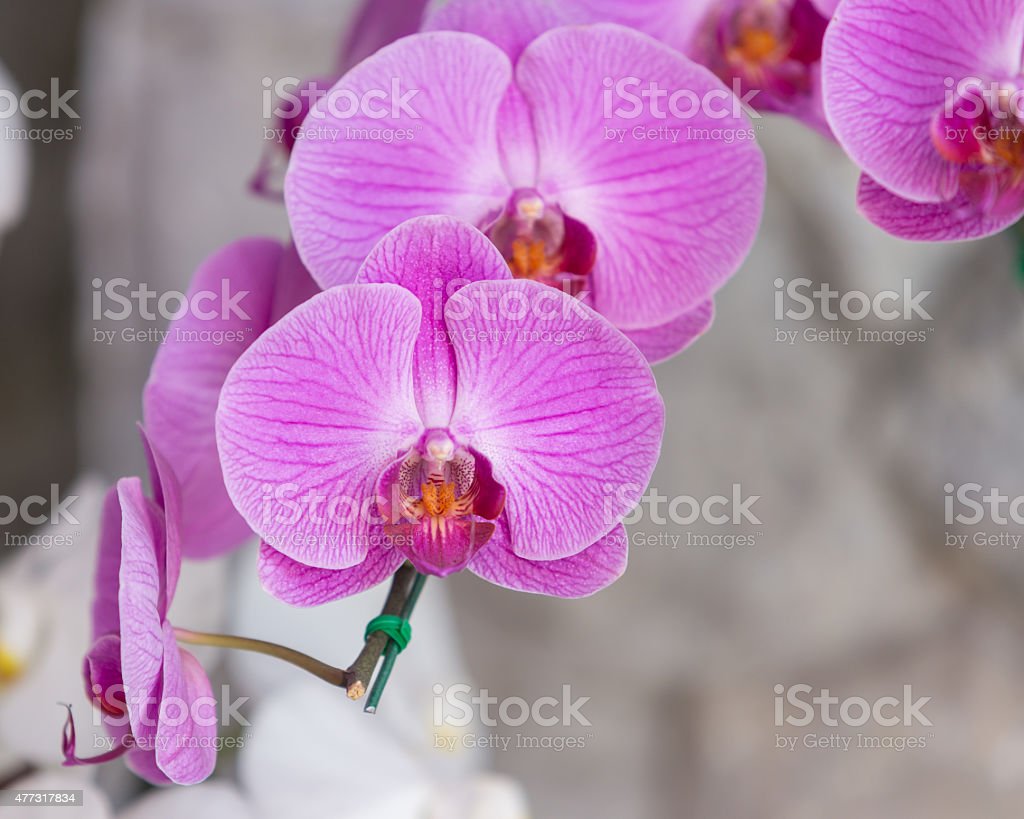 Detail Gambar Bunga Anggrek Yg Indah Nomer 36