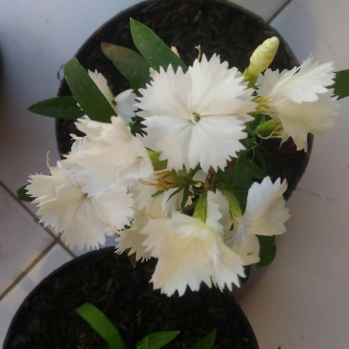 Download Gambar Bunga Anyelir Putih Nomer 33