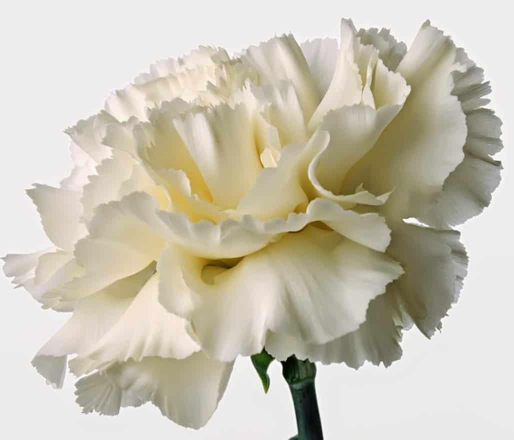 Detail Gambar Bunga Anyelir Putih Nomer 5