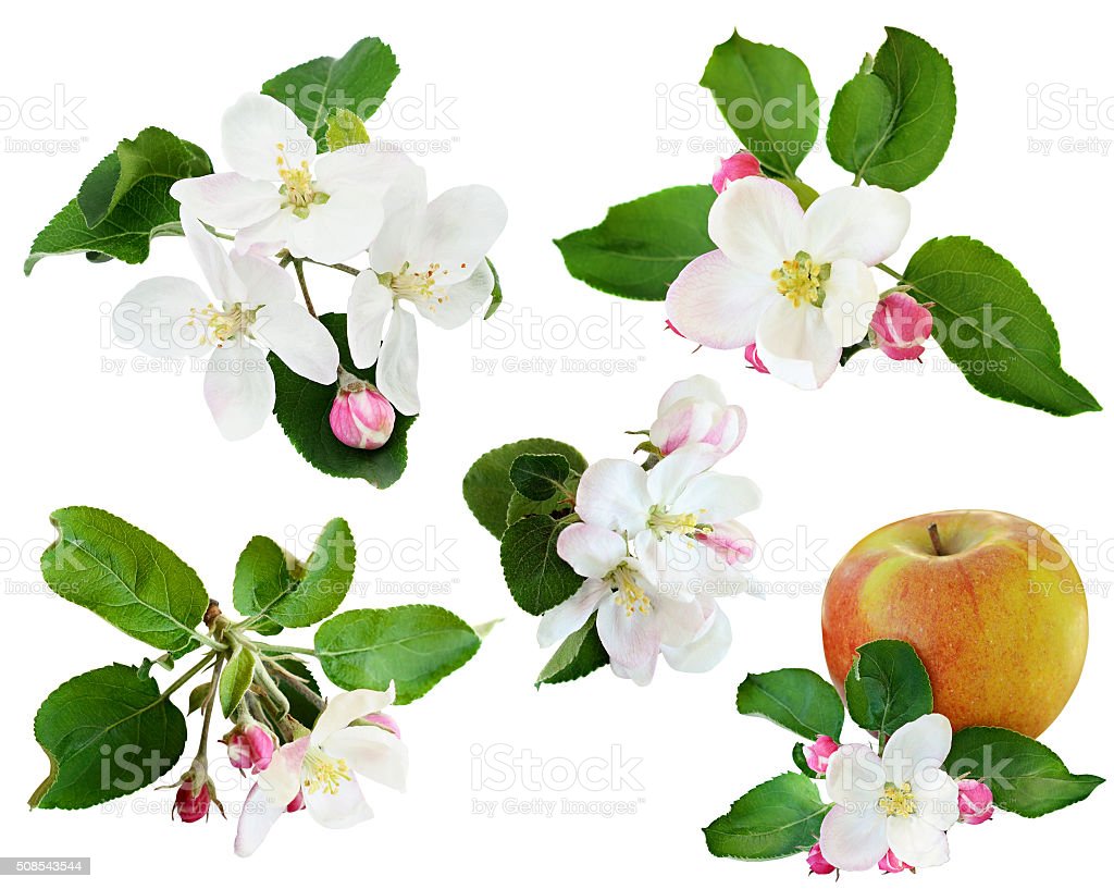 Detail Gambar Bunga Apel Nomer 10