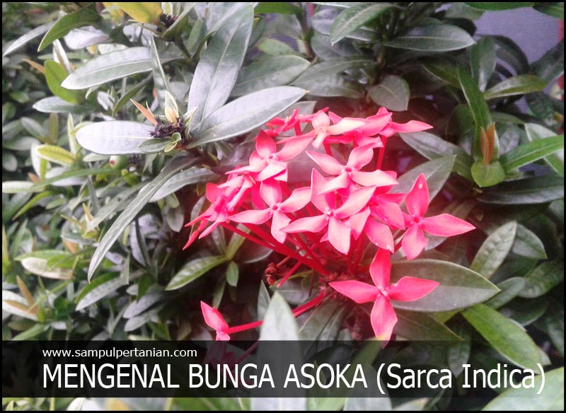 Detail Gambar Bunga Asoka Nomer 48