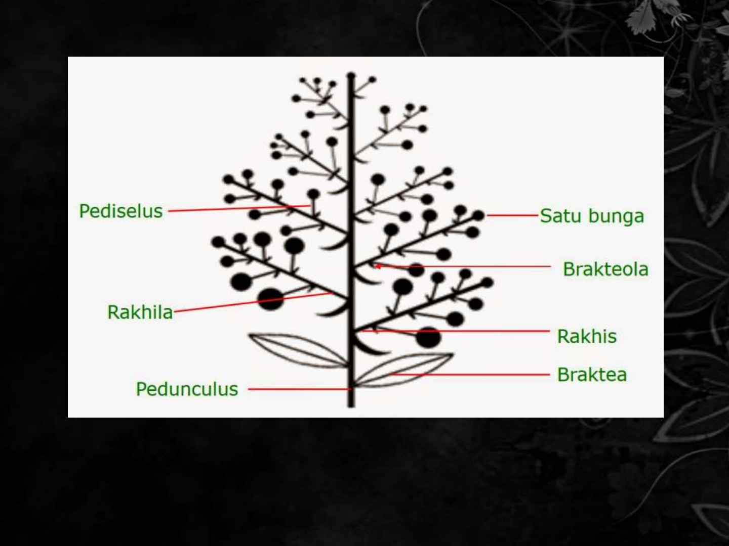 Detail Gambar Bunga Asoka Dan Bagian Bagiannya Nomer 28