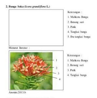 Detail Gambar Bunga Asoka Dan Bagiannya Nomer 2