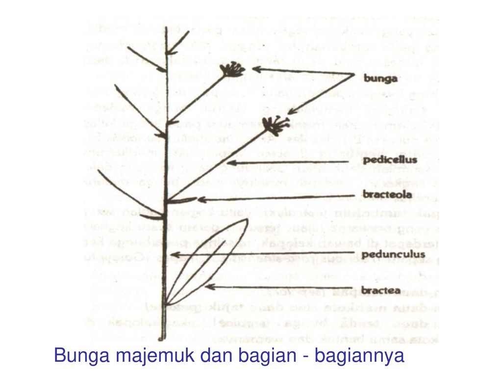 Detail Gambar Bunga Asoka Dan Bagiannya Nomer 16