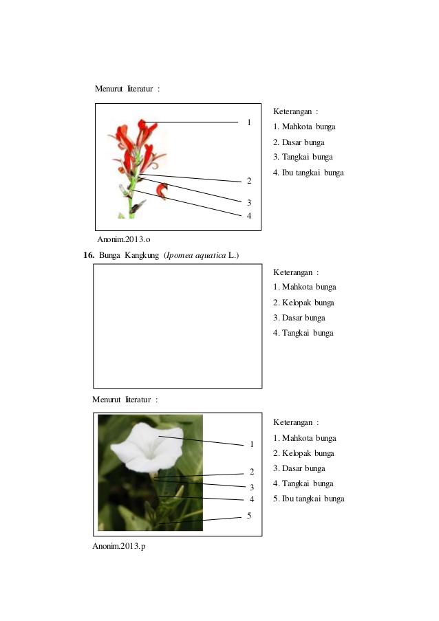 Detail Gambar Bunga Asoka Dan Bagiannya Nomer 3