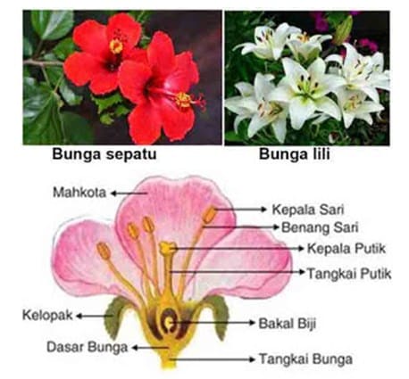 Detail Gambar Bunga Asoka Dan Bagiannya Nomer 30