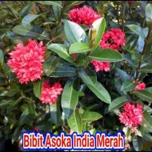 Detail Gambar Bunga Asoka India Nomer 9